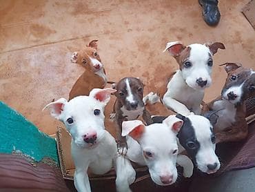 питбул собака: Продаются щенки питбуля 2 месяца — 1