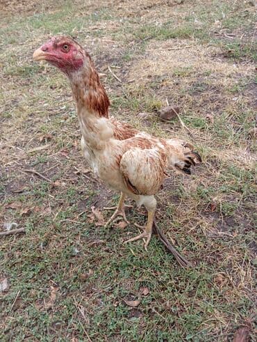 наполнители для кошек: Продаю яйца от бойцовой птицы дакан тукум Жумуртка сатылат дакан — 10