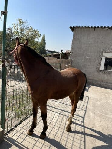 собака для охоты: Продаю | Жеребец | Английская — 2