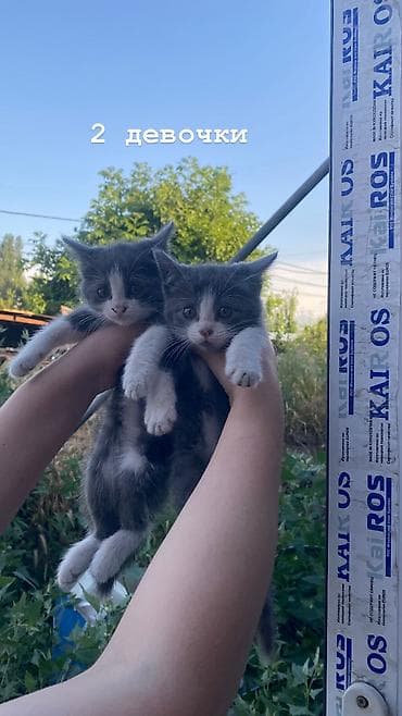 кошка беловодск: Ургаачы — 3