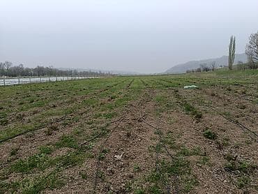 тигил: 115 соток, Айыл чарба үчүн — 5