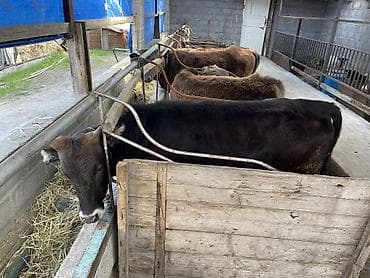 простые куры: Продаю | Корова (самка), Тёлка, Музоо, торпок | На откорм | Привязанные — 3