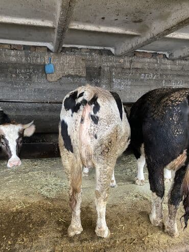 Ветеринар кызматы: Сатам | Кунаажын — 4