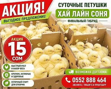 Продам с/х животных: Продаю | Цыплята | Хай-Лайн Соня Грей | На забой, Для разведения, Несушки — 1