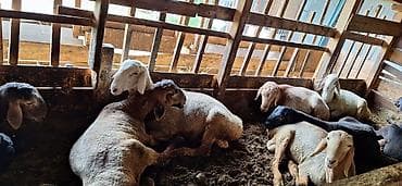 меняю на кур: Продаю | Баран (самец) | Для разведения — 1