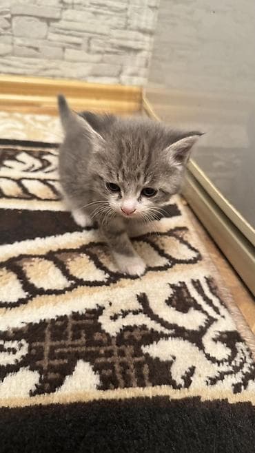 трехцветная кошка: Раздаем котят!!! помогите найти дом!! — 1