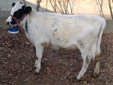 куплю французского бульдога: Продаю | Тёлка, Музоо, торпок | Бельгийская | Для разведения — 2