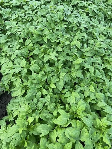 Рассада 
Помидор 
Огурцы 
Перец 
Баклажан 
И многое другое обращайтесь