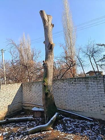 малина скупка: Пень/ствол дерева для распила на дрова или декоративные заготовки — 1