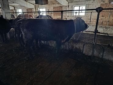 Продаю | Бык (самец) | На откорм | Привязанные