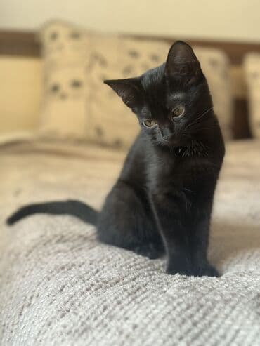 отдам котенка в добрые руки: 3 месяца, Девочка, Приучена к лотку — 7