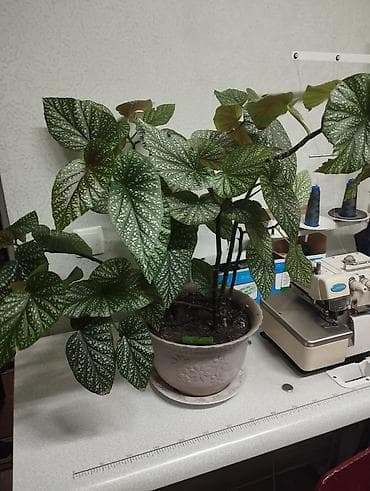 Толстянка (денежное дерево), крупный куст в пластиковом горшке. - — 4