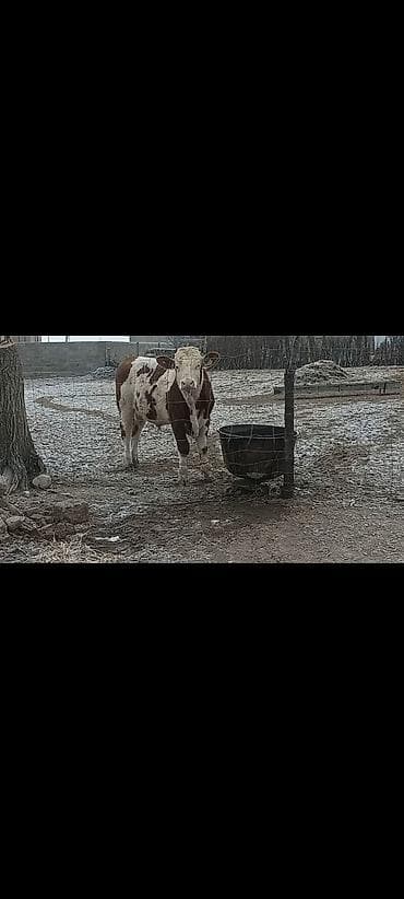 собаки токмок: Сатам | Бука (эркек) | Монбельярд | Көбөйтүү үчүн | Асыл тукумдуу, Жасалма жол менен боозутуу — 4