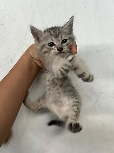 кошки манчкины: Сиямские, 1 месяц — 2