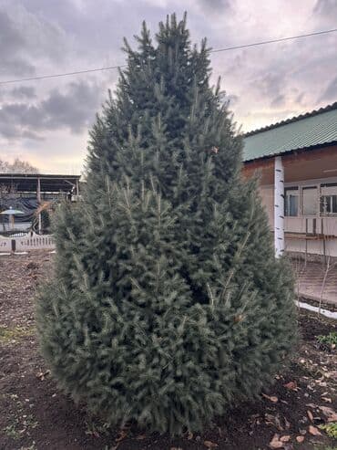 Уход и хранение одежды: Живая ель голубая (колючая ель, Picea pungens) - Высота: около — 5