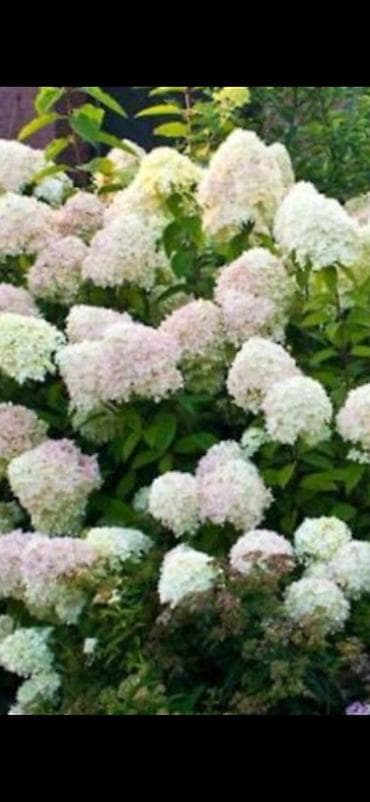 картина природа: Декоративные садовые растения (фото примеры цветения): - Глициния — 10