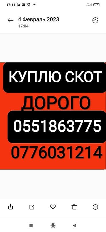 Жеке жак, Колбаса цехи : Уйлар, букалар, Жылкылар, аттар, | Күнү-түнү, Бардык шартта, Союлган