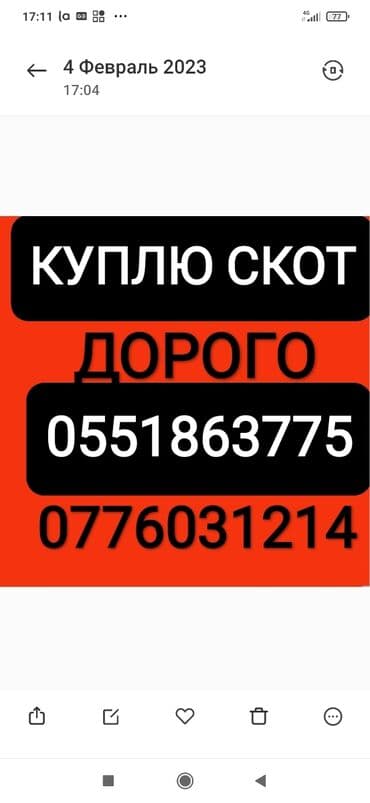 бык новопокровка: Сатып алам | Уйлар, букалар, Жылкылар, аттар | Күнү-түнү, Бардык шартта, Союлган — 1