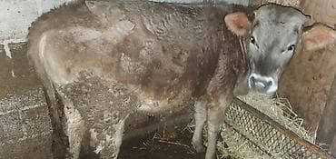 Айыл-чарба жаныбарлары: Сатам | Бука (эркек) | Швиц | Бордоп семиртүү үчүн | Жасалма уруктандырылган — 2