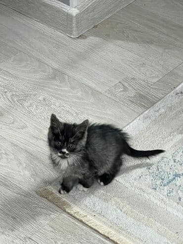 вислоухая кошка сколько стоит: Котёнок, пушистый дымчато‑чёрный с белыми носочками и «галстуком» — 7