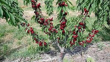 Другие фрукты: Айва свежая, садовая Описание: - Сочные, ароматные плоды ярко‑желтого — 4