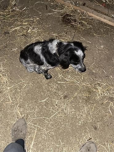 собака пидбуль: Собака небольшого размера, окраса блю-мерль/черно-серый крап — 3