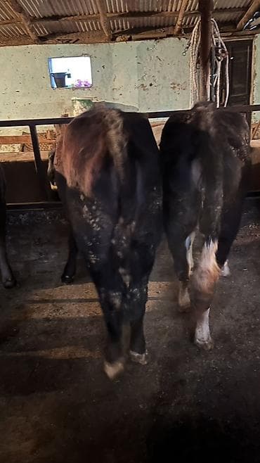 колбасный сех: Продаю | Бык (самец) | Полукровка | На откорм | Привязанные — 1