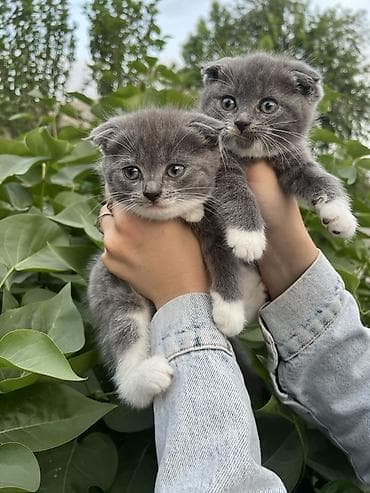 сколько стоит вислоухая кошка: Шотландские вислоухие котята (Scottish Fold) - Окрас: графитово-серый — 2