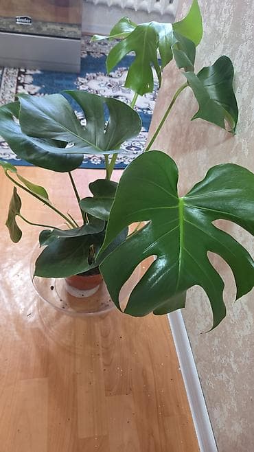 гузмания цена: Вриезия/гусмания в горшках - Яркая бромелия с красно‑желтым — 9