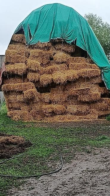 Беде экинчи учунчу орулган туутор баасы 350 сомдон арпа саман баасы — 3