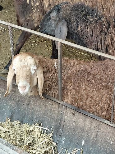 купить червей для разведения: Продаю | Овца (самка) | Для разведения | Племенные — 5