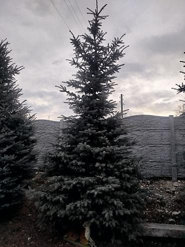 пошив верхней одежды: Саженцы деревьев: Ели — 4