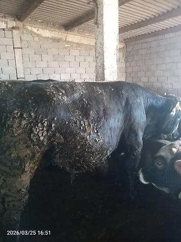 дакан ток: Продаю | Бык (самец) | На забой | Привязанные — 2