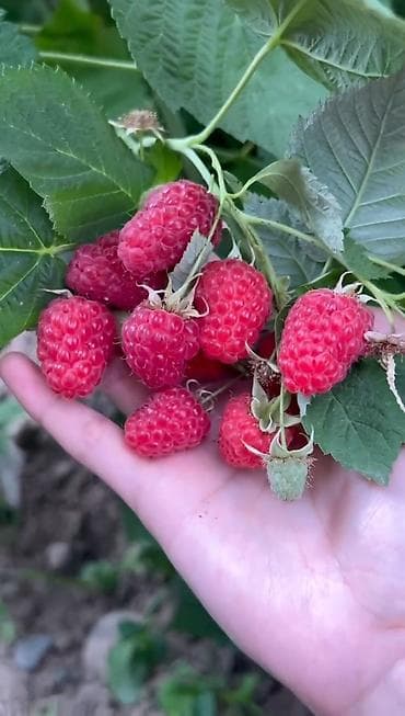 помидоры домашние: Малина В розницу — 1