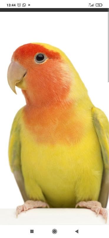 А/ч жаныбарлары үчүн тоюттар: Продаю две пары птиц. Пара бриллиантовых горлиц, они маленькие 15 см с — 1