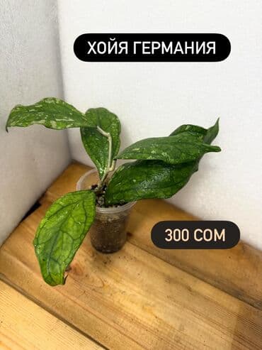 купить алоэ в бишкеке: Хойя (Hoya) - Хойя публикалис сплэш –Цена: 450 сом. - Хойя Мередити — 14