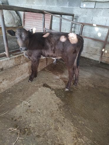 сова живая: Продаю | Бык (самец) | Швицкая | Для разведения | Искусственник — 5