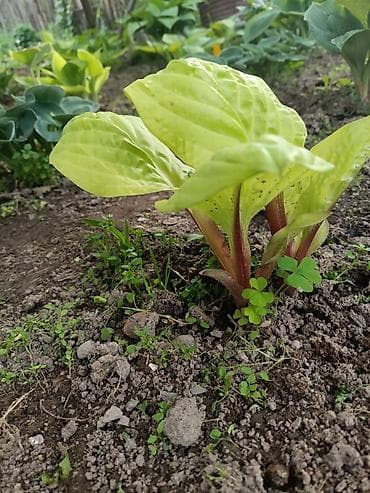 роза гул ош: Хоста декоративная очень много хосты кусты и по одной розетке цены — 6