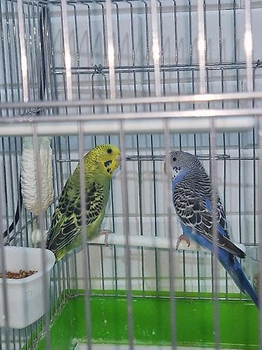 Үй жаныбарлары: Волнистые попугаи (пара) с клеткой и аксессуарами. Комплектация: - — 1