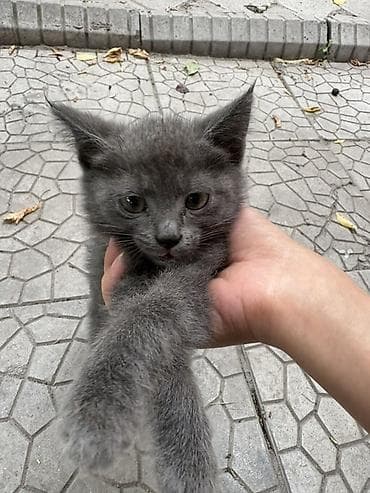 Кошки: Котёнок серого окраса . Отдам в добрые руки - Пушистый — 4