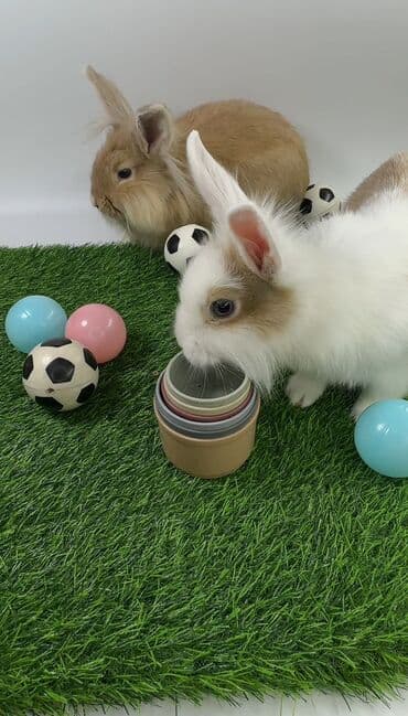 Чычкандар: Пуховые декоративные кролики (lionhead/львиноголовые тип). На фото — — 1