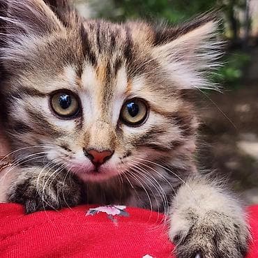 Кошки: Котята, домашние любимцы. - Описание: два очаровательных котёнка — 2