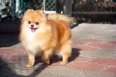 Вязка собак: Шпиц, 3 года, Самка — 5