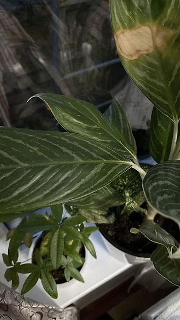 Аглаонемы: Аглаонема (Aglaonema) в горшке - Декоративно-лиственное комнатное — 2