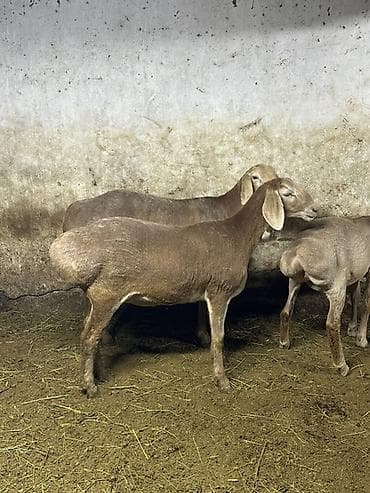 продаю бычка: Продаю | Овца (самка) | Эдильбаевская | Для разведения | Матка — 3