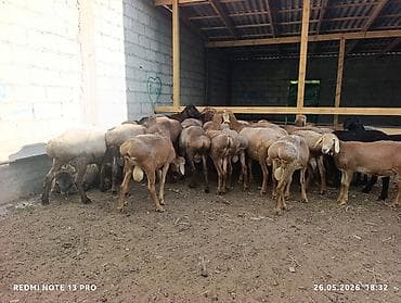породистый теленок: Продаю | Баран (самец) | Для разведения — 3