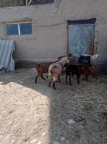 козель: Продаю | Козлёнок | Полукровка | Для разведения — 6