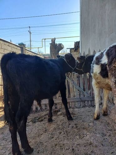 дойных коров: Продаю | Музоо, торпок | На откорм | Привязанные — 5