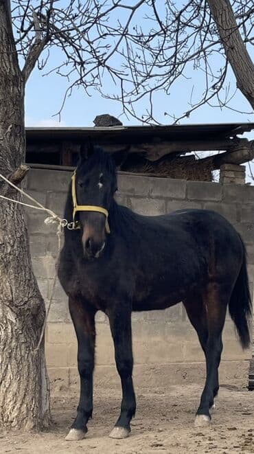 седло для осла: Продаю | Жеребенок | Рабочий — 3