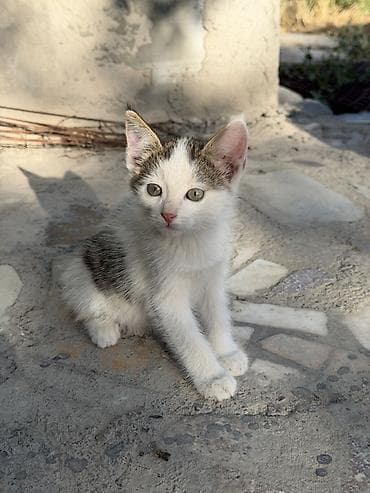 Животные: 🐾 Прекрасные котята ищут дом! 🐾 Очень добрые, ласковые и послушные — 6